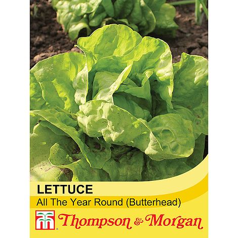 Lettuce All Year Round - The Pavilion