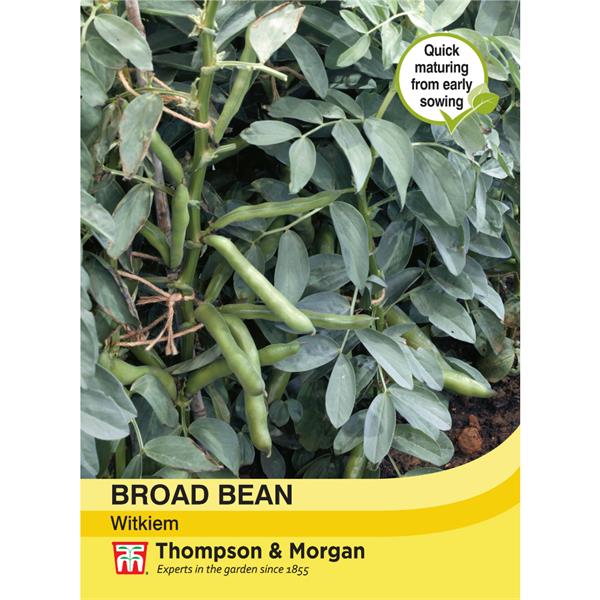 Broad Bean Witkiem - The Pavilion