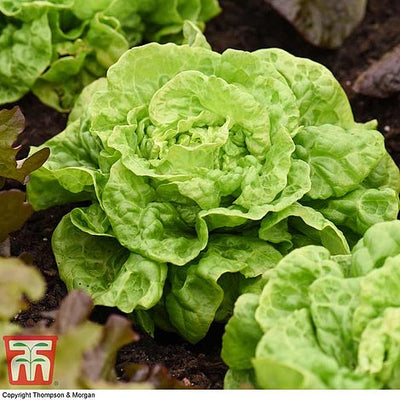 Lettuce Tom Thumb - The Pavilion