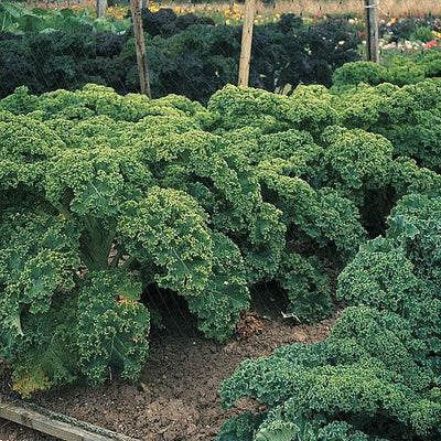 Kale Dwarf Green Curled - The Pavilion