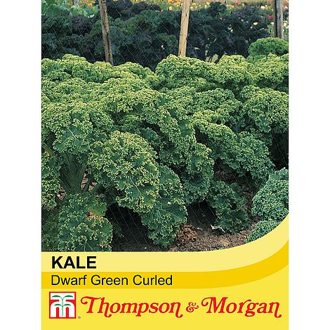 Kale Dwarf Green Curled - The Pavilion