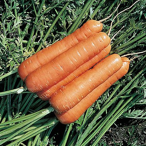 Carrot Resistafly ‘Tozresis’ F1 Hybrid - The Pavilion