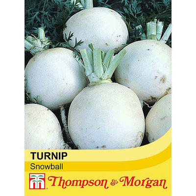 Turnip Snowball - The Pavilion