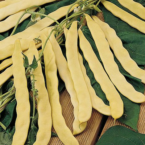 Climbing Bean Goldfield - The Pavilion