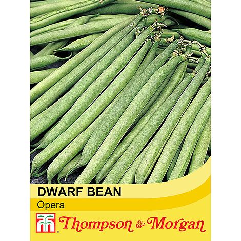 Dwarf Bean Opera - The Pavilion