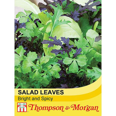 Salad Leaves - Bright and Spicy - The Pavilion