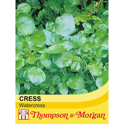 Cress (Watercress) - The Pavilion