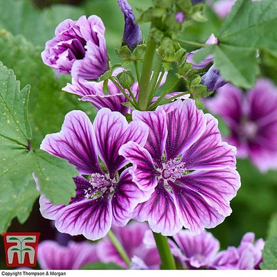 Malva sylvestris Zebrina - The Pavilion