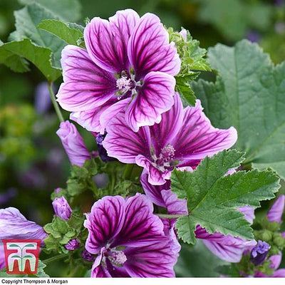 Malva sylvestris Zebrina - The Pavilion