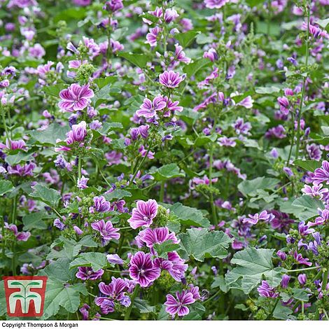 Malva sylvestris Zebrina - The Pavilion