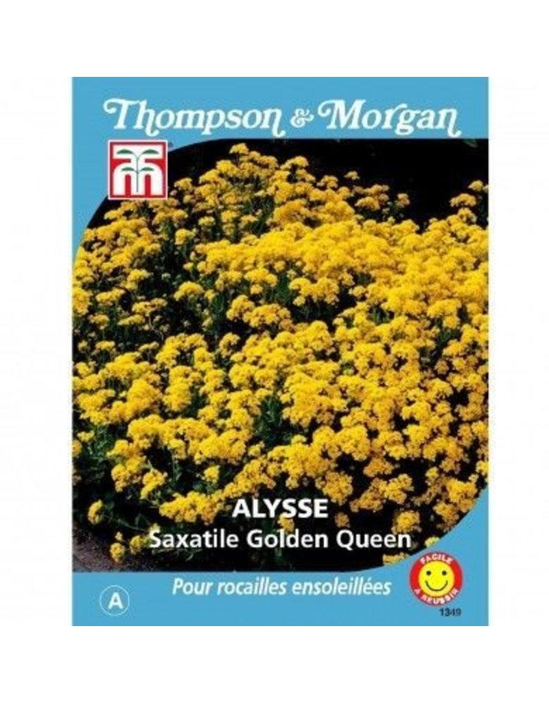 Alyssum Saxatile Golden Queen - The Pavilion