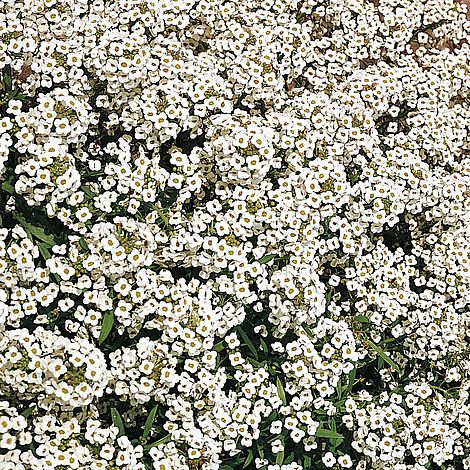 Alyssum Carpet of Snow - The Pavilion