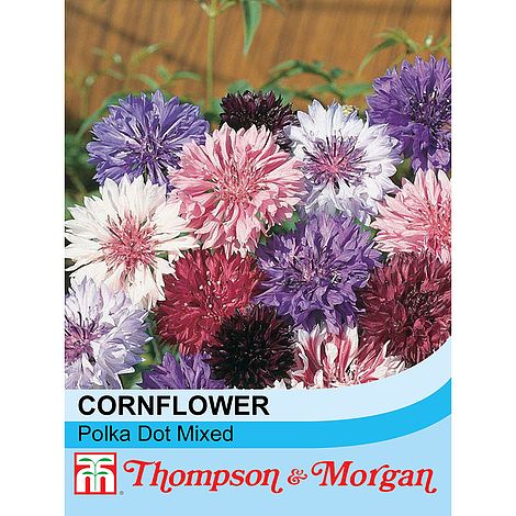 Cornflower Polka Dot Mixed - The Pavilion