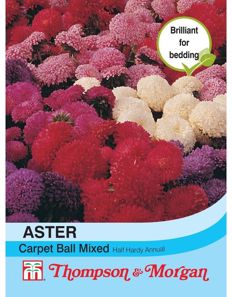 Aster Carpet Ball Mixed - The Pavilion