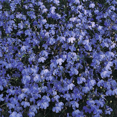 Lobelia (Trailing) Blue Cascade - The Pavilion