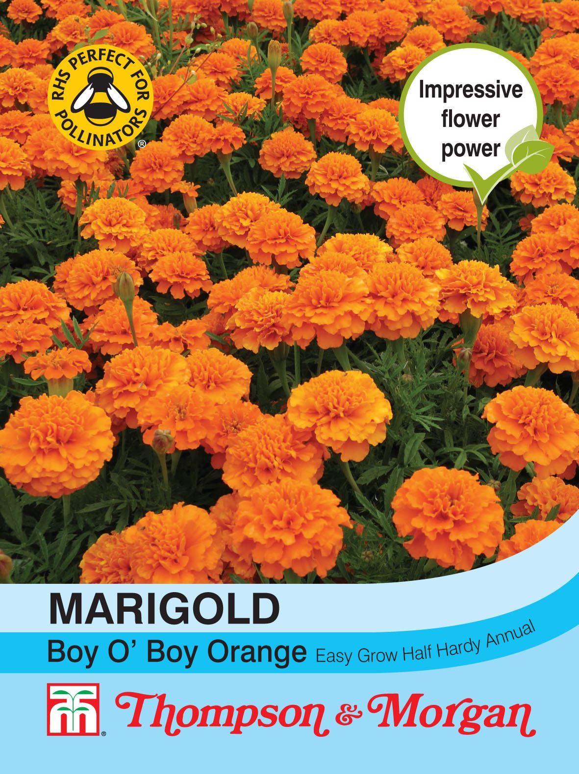 Marigold Boy O Boy Orange (French) - The Pavilion