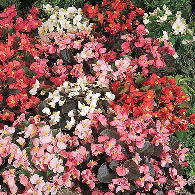 Begonia semperflorens Options Mixed - The Pavilion