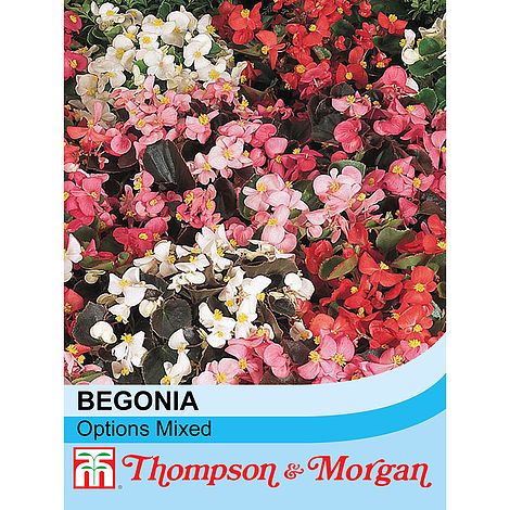 Begonia semperflorens Options Mixed - The Pavilion