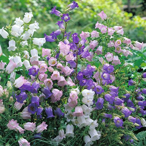 Canterbury Bells Mixed - The Pavilion