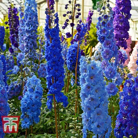 Delphinium Pacific Hybrids Mixed - The Pavilion