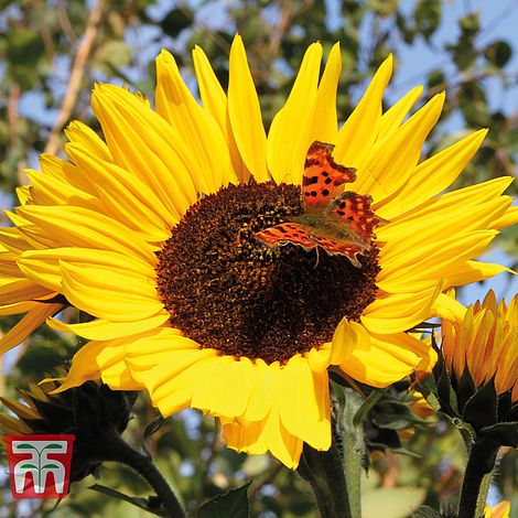 Sunflower Russian Giant - The Pavilion