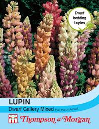 Lupin Dwarf Gallery Mixed - The Pavilion