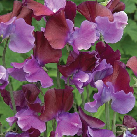 Sweet Pea Purple Pimpernel - The Pavilion