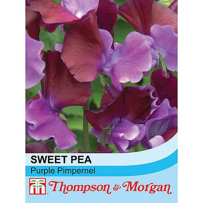 Sweet Pea Purple Pimpernel - The Pavilion