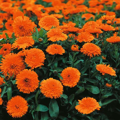 Calendula Candyman Orange - The Pavilion