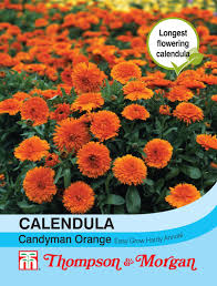 Calendula Candyman Orange - The Pavilion