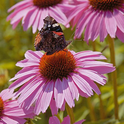 Echinacea Pink Parasol - The Pavilion