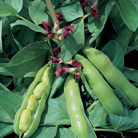 Broad Bean Crimson Flowered - The Pavilion