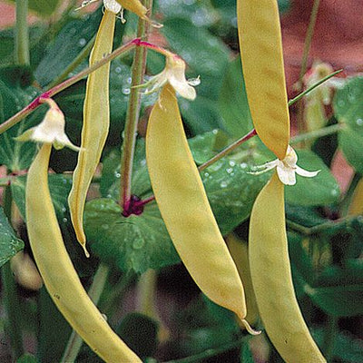 Mangetout Golden Sweet - The Pavilion