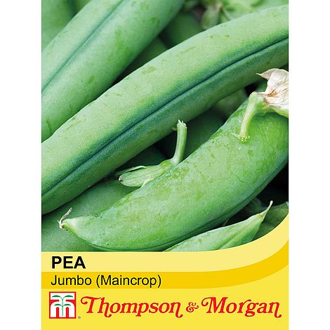 Pea Jumbo - The Pavilion