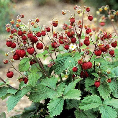 Strawberry Woodland - The Pavilion