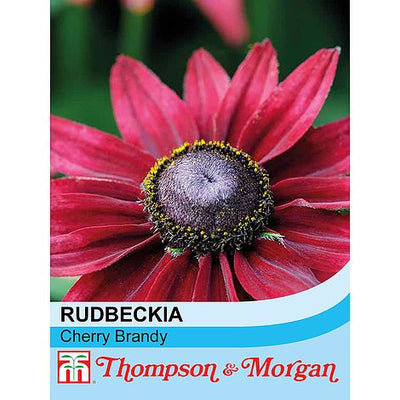 Rudbeckia Cherry Brandy - The Pavilion