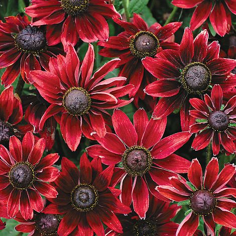 Rudbeckia Cherry Brandy - The Pavilion