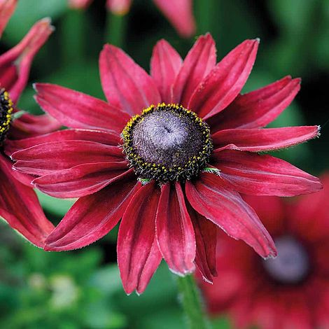 Rudbeckia Cherry Brandy - The Pavilion