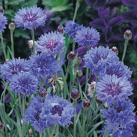 Cornflower Dwarf Jubilee Gem - The Pavilion