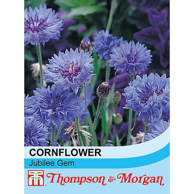 Cornflower Dwarf Jubilee Gem - The Pavilion