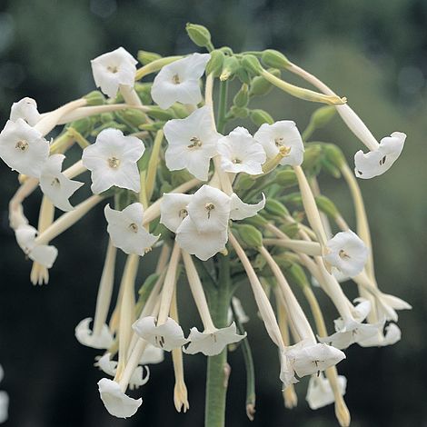 Nicotiana sylvestris - The Pavilion