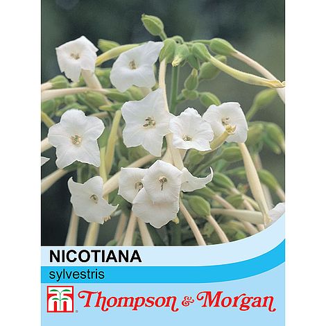 Nicotiana sylvestris - The Pavilion