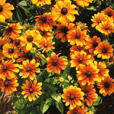 Rudbeckia Rustic Dwarfs Mixed - The Pavilion