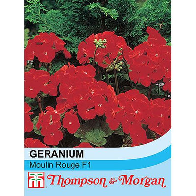 Geranium Moulin Rouge - The Pavilion