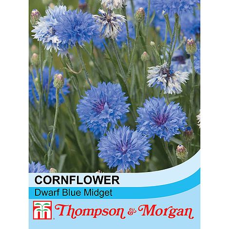 Cornflower Dwarf Blue Midget - The Pavilion