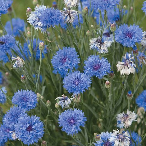 Cornflower Dwarf Blue Midget - The Pavilion