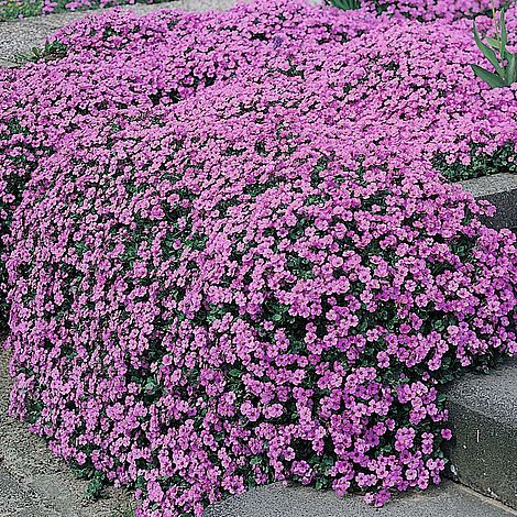 Aubrieta Purple Cascade - The Pavilion