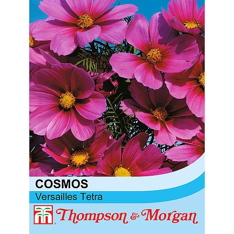 Cosmos Versailles Tetra - The Pavilion