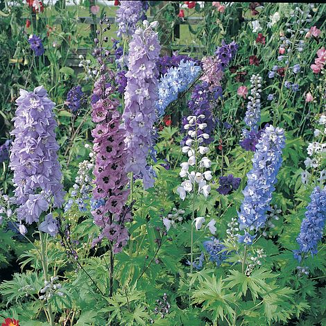 Delphinium Magic Fountains - The Pavilion