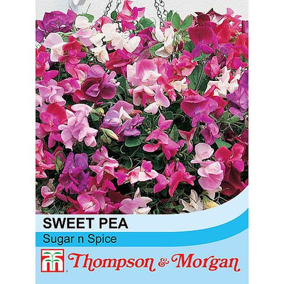 Sweet Pea Sugar N Spice - The Pavilion